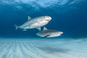 Two tiger sharks