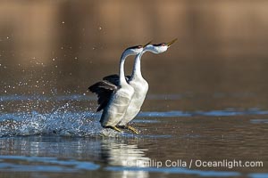 Two Western Grebes Rushing on Lake Wohlford near San Diego. Grebe rushing, a courtship behavior, happens when the birds slap the lake surface up to 20 times per second, literally running across the water, Aechmophorus occidentalis, Escondido, California