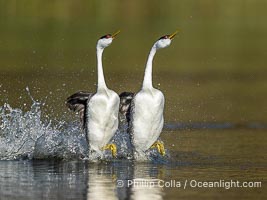 Two Western Grebes Rushing on Lake Wohlford near San Diego. Grebe rushing, a courtship behavior, happens when the birds slap the lake surface up to 20 times per second, literally running across the water, Aechmophorus occidentalis, Escondido, California