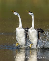 Two Western Grebes Rushing on Lake Wohlford near San Diego. Grebe rushing, a courtship behavior, happens when the birds slap the lake surface up to 20 times per second, literally running across the water, Aechmophorus occidentalis, Escondido, California