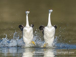Two Western Grebes in a Spectacular Rush Across the Surface of Lake Wohlford. Rushing is a courtship behavior among grebes and requires the aquatic birds to step as rapidly as 20 beats per second to walk across water in this way. Simply amazing, Aechmophorus occidentalis, Escondido, California