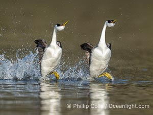 Two Western Grebes in a Spectacular Rush Across the Surface of Lake Wohlford. Rushing is a courtship behavior among grebes and requires the aquatic birds to step as rapidly as 20 beats per second to walk across water in this way. Simply amazing, Aechmophorus occidentalis, Escondido, California