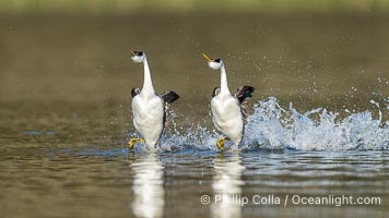 Two Western Grebes in a Spectacular Rush Across the Surface of Lake Wohlford. Rushing is a courtship behavior among grebes and requires the aquatic birds to step as rapidly as 20 beats per second to walk across water in this way. Simply amazing, Aechmophorus occidentalis, Escondido, California