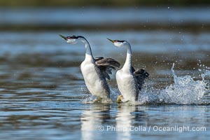 Two Western Grebes in a Spectacular Rush Across the Surface of Lake Wohlford. Rushing is a courtship behavior among grebes and requires the aquatic birds to step as rapidly as 20 beats per second to walk across water in this way. Simply amazing, Aechmophorus occidentalis, Escondido, California