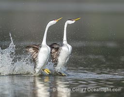 Western Grebes rushing in a courtship display. Rushing grebes run across the water 60 feet (20m) or further with their feet hitting the water as rapidly as 20 times per second, Lake Wohlford, Escondido, California