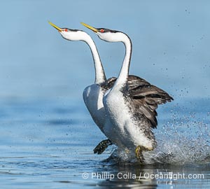 Two Western Grebes Walk on Water. Grebe rushing, a courtship behavior, happens when the birds slap the lake surface up to 20 times per second, literally running across the water, Aechmophorus occidentalis, Lake Wohlford, Escondido, California