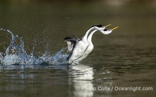 Two Western Grebes Walk on Water. Grebe rushing, a courtship behavior, happens when the birds slap the lake surface up to 20 times per second, literally running across the water, Aechmophorus occidentalis, Lake Wohlford, Escondido, California