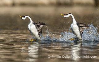 Two Western Grebes Walk on Water. Grebe rushing, a courtship behavior, happens when the birds slap the lake surface up to 20 times per second, literally running across the water, Aechmophorus occidentalis, Lake Wohlford, Escondido, California