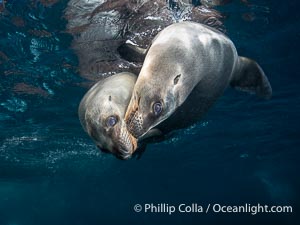 Two Young California Sea Lions at Play Underwater in the Coronado Islands, Mexico, Zalophus californianus, Coronado Islands (Islas Coronado)