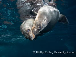 Two Young California Sea Lions at Play Underwater in the Coronado Islands, Mexico, Zalophus californianus, Coronado Islands (Islas Coronado)