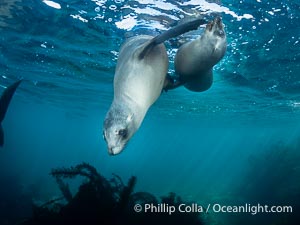 Two Young California Sea Lions at Play Underwater in the Coronado Islands, Mexico, Zalophus californianus, Coronado Islands (Islas Coronado)