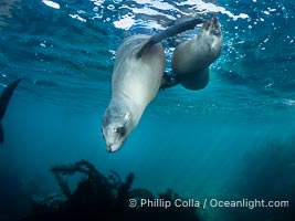 Two Young California Sea Lions at Play Underwater in the Coronado Islands, Mexico, Zalophus californianus, Coronado Islands (Islas Coronado)