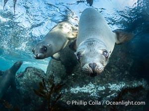 Two Young California Sea Lion pups hang upside down while looking at the curious man-fish below them, in a shallow sea lion colony in the Coronado Islands, Mexico, Zalophus californianus, Coronado Islands (Islas Coronado)