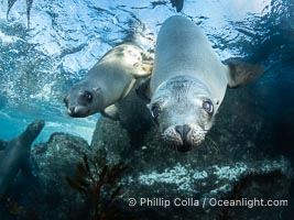 Two Young California Sea Lion pups hang upside down while looking at the curious man-fish below them, in a shallow sea lion colony in the Coronado Islands, Mexico, Zalophus californianus, Coronado Islands (Islas Coronado)