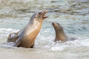 Two Young California Sea Lions on a Wet Sand Beach in La Jolla, La Jolla Cove, Zalophus californianus