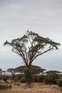 Ugly birds in an ugly tree on a dark day, Amboseli National Park, Kenya