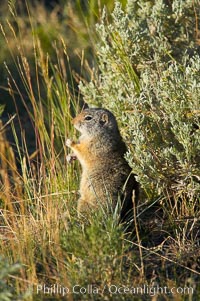 Uinta ground squirrels are borrowers. In the winter these squirrels hibernate, and in the summer they aestivate (become dormant for the summer), Spermophilus armatus, Yellowstone National Park, Wyoming