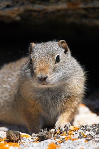 Uinta ground squirrels are borrowers. In the winter these squirrels hibernate, and in the summer they aestivate (become dormant for the summer), Spermophilus armatus, Yellowstone National Park, Wyoming