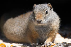 Uinta ground squirrels are borrowers. In the winter these squirrels hibernate, and in the summer they aestivate (become dormant for the summer), Spermophilus armatus, Yellowstone National Park, Wyoming