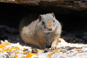 Uinta ground squirrels are borrowers. In the winter these squirrels hibernate, and in the summer they aestivate (become dormant for the summer), Spermophilus armatus, Yellowstone National Park, Wyoming