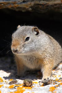 Uinta ground squirrels are borrowers. In the winter these squirrels hibernate, and in the summer they aestivate (become dormant for the summer), Spermophilus armatus, Yellowstone National Park, Wyoming