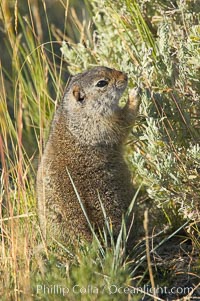 Uinta ground squirrels are borrowers. In the winter these squirrels hibernate, and in the summer they aestivate (become dormant for the summer), Spermophilus armatus, Yellowstone National Park, Wyoming