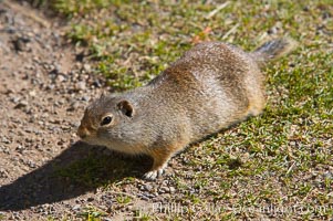 Uinta ground squirrels are borrowers. In the winter these squirrels hibernate, and in the summer they aestivate (become dormant for the summer), Spermophilus armatus, Yellowstone National Park, Wyoming