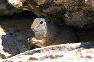 Uinta ground squirrels are borrowers. In the winter these squirrels hibernate, and in the summer they aestivate (become dormant for the summer), Spermophilus armatus, Yellowstone National Park, Wyoming