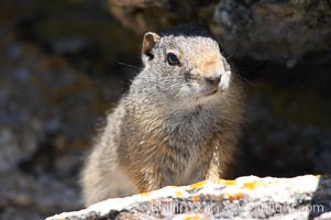 Uinta ground squirrels are borrowers. In the winter these squirrels hibernate, and in the summer they aestivate (become dormant for the summer), Spermophilus armatus, Yellowstone National Park, Wyoming