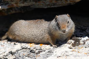 Uinta ground squirrels are borrowers. In the winter these squirrels hibernate, and in the summer they aestivate (become dormant for the summer), Spermophilus armatus, Yellowstone National Park, Wyoming