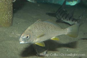 Yellowfin croaker, Umbrina roncador