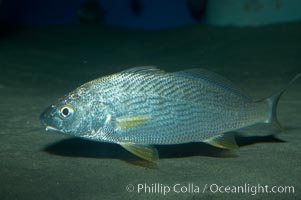 Yellowfin croaker, Umbrina roncador