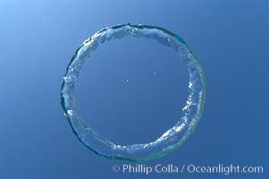 A underwater bubble ring!  Similar to the rings created by smokers, an underwater bubble ring can be made by exhaling just right.  When done correctly, the ring will rise toward the surface keeping its perfect toroidal form until it reaches a state of instability and breaks up., natural history stock photograph, photo id 07750