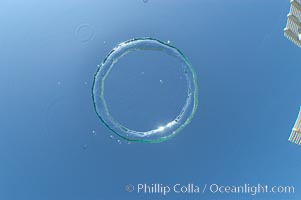 A underwater bubble ring!  Similar to the rings created by smokers, an underwater bubble ring can be made by exhaling just right.  When done correctly, the ring will rise toward the surface keeping its perfect toroidal form until it reaches a state of instability and breaks up