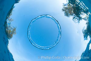 Underwater bubble ring, a stable toroidal pocket of air