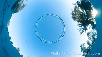 Underwater bubble ring, a stable toroidal pocket of air