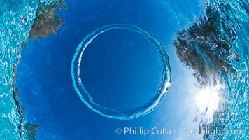 Underwater bubble ring, a stable toroidal pocket of air