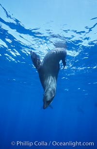 Guadalupe fur seal, Arctocephalus townsendi, Guadalupe Island (Isla Guadalupe)