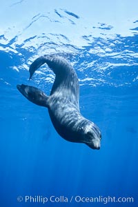 Guadalupe fur seal, Arctocephalus townsendi, Guadalupe Island (Isla Guadalupe)