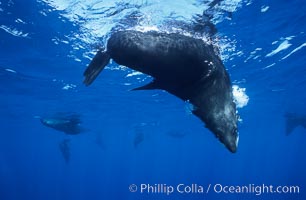 Guadalupe fur seal, Arctocephalus townsendi, Guadalupe Island (Isla Guadalupe)