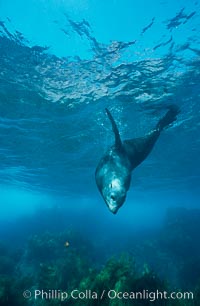 Guadalupe fur seal, adult male, resting underwater with bubbles emitted from dense fur coat, Arctocephalus townsendi, Guadalupe Island (Isla Guadalupe)