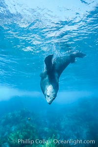 Guadalupe fur seal, adult male, resting underwater with bubbles emitted from dense fur coat, Arctocephalus townsendi, Guadalupe Island (Isla Guadalupe)