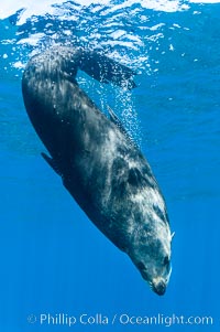 Adult male Guadalupe fur seal resting, bubbles emitted from dense, two-layered fur for which it was formerly hunted to near extinction.  An endangered species, the Guadalupe fur seal appears to be recovering in both numbers and range, Arctocephalus townsendi, Guadalupe Island (Isla Guadalupe)