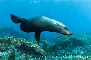 Guadalupe fur seal.  An endangered species, the Guadalupe fur seal appears to be recovering in both numbers and range, Arctocephalus townsendi, Guadalupe Island (Isla Guadalupe)