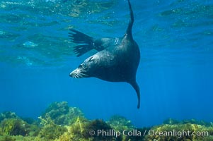 Adult male Guadalupe fur seal, acting territorially, patrolling his harem boundary.  An endangered species, the Guadalupe fur seal appears to be recovering in both numbers and range, Arctocephalus townsendi, Guadalupe Island (Isla Guadalupe)