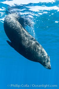 Adult male Guadalupe fur seal resting, bubbles emitted from dense, two-layered fur for which it was formerly hunted to near extinction.  An endangered species, the Guadalupe fur seal appears to be recovering in both numbers and range, Arctocephalus townsendi, Guadalupe Island (Isla Guadalupe)