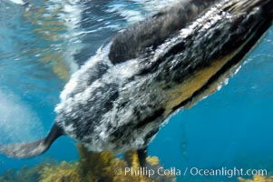 Bubbles are squeezed out of the dense, two-layered fur of this adult male Guadalupe fur seal as he makes a fast pass by the photographer, Arctocephalus townsendi, Guadalupe Island (Isla Guadalupe)