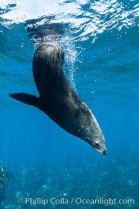 Adult male Guadalupe fur seal resting, bubbles emitted from dense, two-layered fur for which it was formerly hunted to near extinction.  An endangered species, the Guadalupe fur seal appears to be recovering in both numbers and range, Arctocephalus townsendi, Guadalupe Island (Isla Guadalupe)