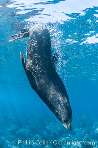 Adult male Guadalupe fur seal resting, bubbles emitted from dense, two-layered fur for which it was formerly hunted to near extinction.  An endangered species, the Guadalupe fur seal appears to be recovering in both numbers and range, Arctocephalus townsendi, Guadalupe Island (Isla Guadalupe)