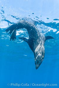 Adult male Guadalupe fur seal resting head down in the water.  An endangered species, the Guadalupe fur seal appears to be recovering in both numbers and range, Arctocephalus townsendi, Guadalupe Island (Isla Guadalupe)